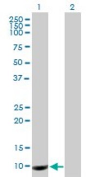 Anti-PROK1 antibody produced in mouse purified immunoglobulin, buffered aqueous solution