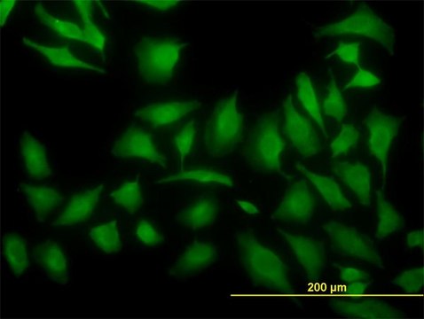 Monoclonal Anti-ARF5 antibody produced in mouse clone 1B4, purified immunoglobulin, buffered aqueous solution