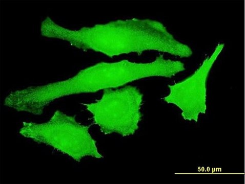 Monoclonal Anti-USP10 antibody produced in mouse clone 3B8, purified immunoglobulin, buffered aqueous solution