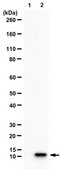Anti-Histone H4 (citrulline 3) Antibody Upstate&#174;, from rabbit