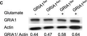 Anti-Glutamate receptor 1 Antibody from rabbit, purified by affinity chromatography