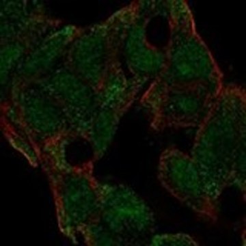 Anti-HNMT antibody produced in rabbit Prestige Antibodies&#174; Powered by Atlas Antibodies, affinity isolated antibody, buffered aqueous glycerol solution