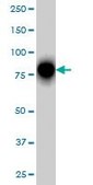 Monoclonal Anti-RHOT1 antibody produced in mouse clone 4H4, purified immunoglobulin, buffered aqueous solution
