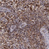 Anti-FLOT2 antibody produced in rabbit Prestige Antibodies&#174; Powered by Atlas Antibodies, affinity isolated antibody, buffered aqueous glycerol solution