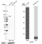 Anti-NCAPH antibody produced in rabbit Prestige Antibodies&#174; Powered by Atlas Antibodies, affinity isolated antibody, buffered aqueous glycerol solution