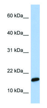 Anti-C9orf46 antibody produced in rabbit affinity isolated antibody