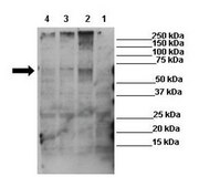Anti-P2RX7 antibody produced in rabbit affinity isolated antibody