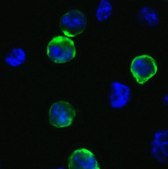 Anti-SARS-CoV-2 (COVID-19) Spike antibody produced in rabbit affinity isolated antibody