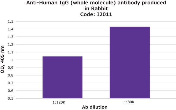 Anti-Human IgG (whole molecule) antibody produced in rabbit IgG fraction of antiserum, buffered aqueous solution