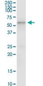 Anti-TCN1 antibody produced in rabbit purified immunoglobulin, buffered aqueous solution