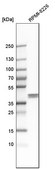 Anti-AUP1 antibody produced in rabbit Prestige Antibodies&#174; Powered by Atlas Antibodies, affinity isolated antibody, buffered aqueous glycerol solution