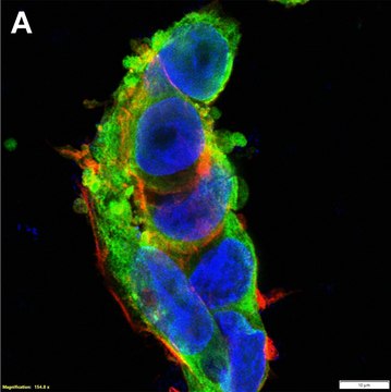 Anti-Lin28A Antibody, clone 1E3 ZooMAb&#174; Rabbit Monoclonal recombinant, expressed in HEK 293 cells