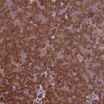 Anti-VWA3A antibody produced in rabbit Prestige Antibodies&#174; Powered by Atlas Antibodies, affinity isolated antibody, buffered aqueous glycerol solution