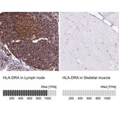 Anti-HLA-DRA antibody produced in rabbit Prestige Antibodies&#174; Powered by Atlas Antibodies, affinity isolated antibody, buffered aqueous glycerol solution