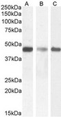 Anti-SDF4 antibody produced in goat affinity isolated antibody, buffered aqueous solution