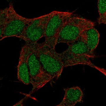 Anti-BCOR antibody produced in rabbit Prestige Antibodies&#174; Powered by Atlas Antibodies, affinity isolated antibody