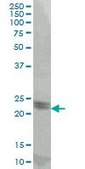 ANTI-ATF3 antibody produced in mouse clone 8D8, purified immunoglobulin, buffered aqueous solution