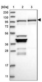 Anti-NVL antibody produced in rabbit Prestige Antibodies&#174; Powered by Atlas Antibodies, affinity isolated antibody, buffered aqueous glycerol solution