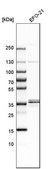 Anti-RRAGA antibody produced in rabbit Prestige Antibodies&#174; Powered by Atlas Antibodies, affinity isolated antibody, buffered aqueous glycerol solution