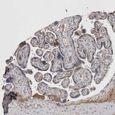 Anti-STC1 antibody produced in rabbit Prestige Antibodies&#174; Powered by Atlas Antibodies, affinity isolated antibody, buffered aqueous glycerol solution
