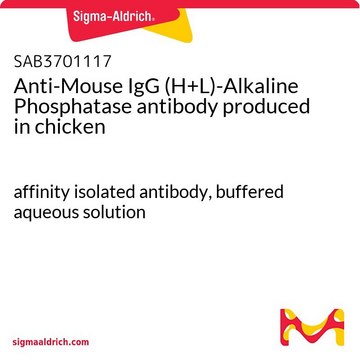 Anti-Mouse IgG (H+L)-Alkaline Phosphatase antibody produced in chicken affinity isolated antibody, buffered aqueous solution