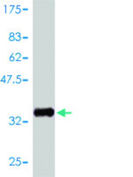 Monoclonal Anti-GNGT2 antibody produced in mouse clone 1G11-C7, purified immunoglobulin, buffered aqueous solution