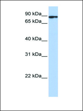 Anti-HSPA4L antibody produced in rabbit affinity isolated antibody