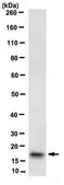 Anti-RAMP1 Antibody, clone 4F8.1 clone 4F8.1, from mouse