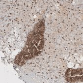 Anti-PUM3 antibody produced in rabbit Prestige Antibodies&#174; Powered by Atlas Antibodies, affinity isolated antibody, buffered aqueous glycerol solution