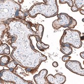 Anti-SLC7A5 antibody produced in rabbit Prestige Antibodies&#174; Powered by Atlas Antibodies, affinity isolated antibody, buffered aqueous glycerol solution