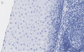 Anti-L-amino acid oxidase Antibody, clone 4O11 ZooMAb&#174; Rabbit Monoclonal recombinant, expressed in HEK 293 cells