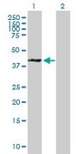 Anti-XAB1 antibody produced in mouse purified immunoglobulin, buffered aqueous solution
