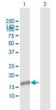 Anti-NXT1 antibody produced in rabbit purified immunoglobulin, buffered aqueous solution