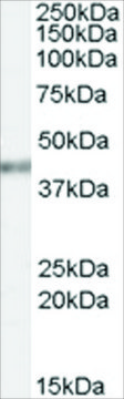 Anti-PCBP4 antibody produced in goat affinity isolated antibody, buffered aqueous solution