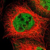 Anti-NR3C1 antibody produced in rabbit Prestige Antibodies&#174; Powered by Atlas Antibodies, affinity isolated antibody, buffered aqueous glycerol solution