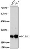 Anti-BCL2L12 antibody produced in rabbit