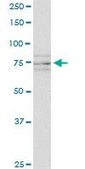 Monoclonal Anti-SCYL1, (C-terminal) antibody produced in mouse clone 2E5, purified immunoglobulin, buffered aqueous solution