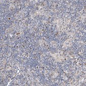 Anti-EOMES antibody produced in rabbit Prestige Antibodies&#174; Powered by Atlas Antibodies, affinity isolated antibody, buffered aqueous glycerol solution