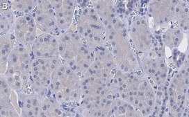 Anti-pan Ago Antibody, clone 2A8 ZooMAb&#174; Mouse Monoclonal recombinant, expressed in HEK 293 cells