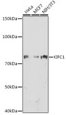 Anti-KIFC1 Antibody, clone 10M10J4, Rabbit Monoclonal