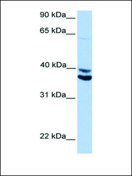 Anti-MDFIC (AB2) antibody produced in rabbit affinity isolated antibody