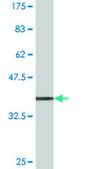 Monoclonal Anti-VEGF antibody produced in mouse clone 3F7, purified immunoglobulin, buffered aqueous solution