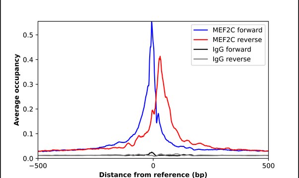 Anti-MEF2C antibody produced in rabbit Prestige Antibodies&#174; Powered by Atlas Antibodies, affinity isolated antibody, buffered aqueous glycerol solution