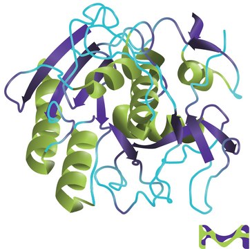 Proteinase&#160;K from Tritirachium album &#8805;500&#160;units/mL, buffered aqueous glycerol solution