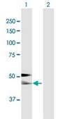 Anti-AHSG antibody produced in mouse purified immunoglobulin, buffered aqueous solution