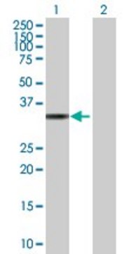 Anti-TP53I3 antibody produced in mouse purified immunoglobulin, buffered aqueous solution