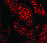Anti-Laminin antibody, Mouse monoclonal clone LAM-89, purified from hybridoma cell culture