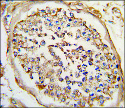 Anti-NPTX2 (C-term) antibody produced in rabbit IgG fraction of antiserum, buffered aqueous solution