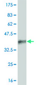 ANTI-LMO2 antibody produced in mouse clone 4E2, purified immunoglobulin, buffered aqueous solution