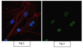 Anti-Sirt1 (Sir2) Antibody, Alexa Fluor&#8482; 488 Conjugate from rabbit, ALEXA FLUOR&#8482; 488